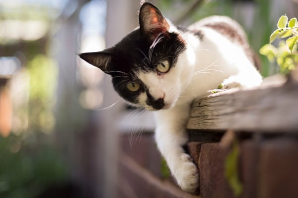 black and white cat in a flower bed