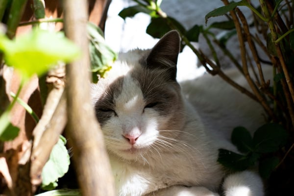 cat hiding from the sun in a bush