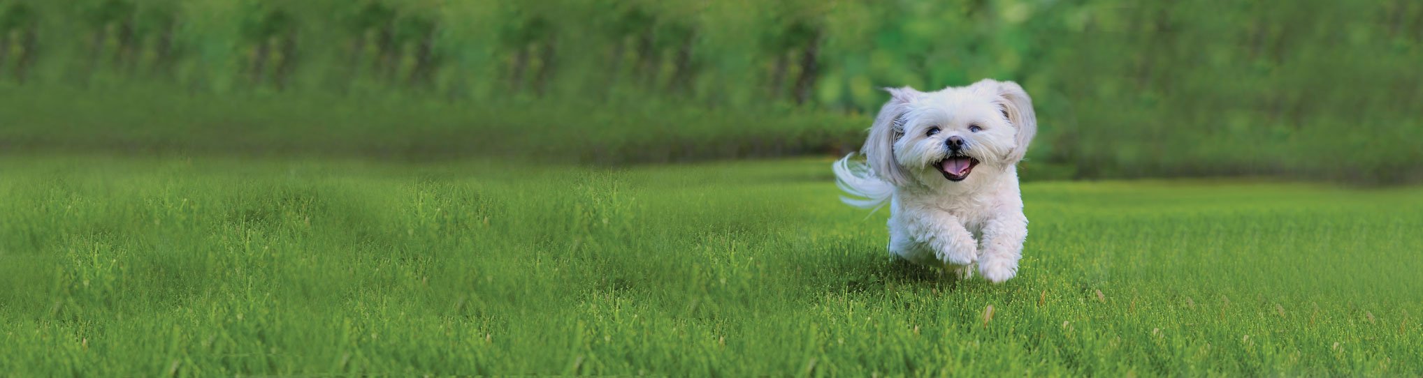 A small, fluffy white dog with a happy expression running through green grass.