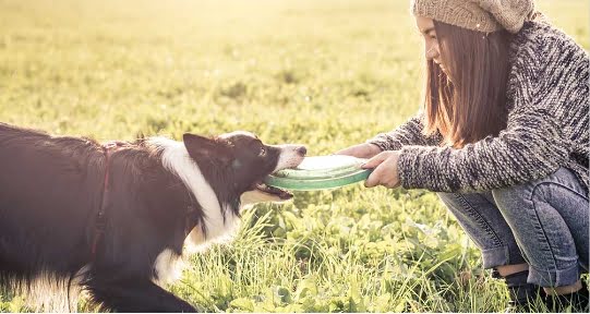 Refresh your dogs training img