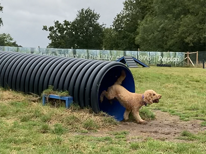 Seal Bay Resort dog adventure park