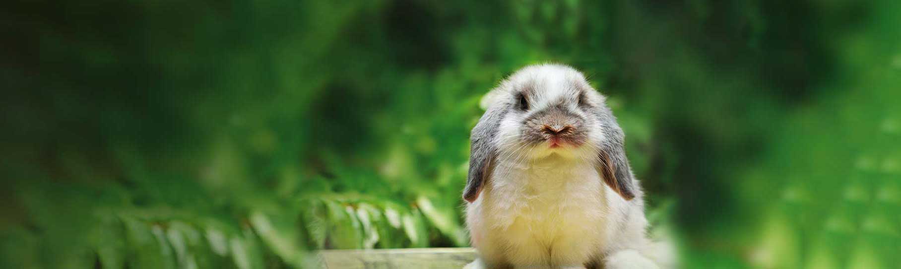 Rabbit insurance UK | Pet insurance quotes for rabbits | Petplan