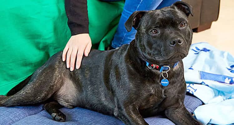 Buster the staffy