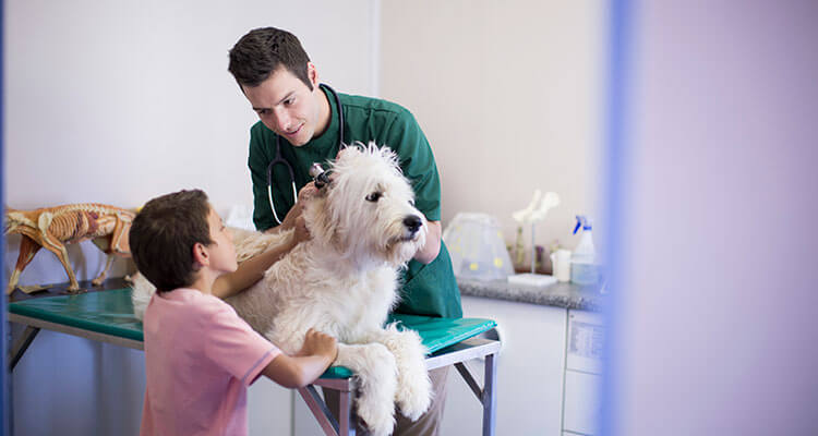 Dog at the vets