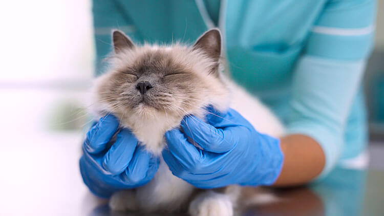 Fluffy cat at the vets