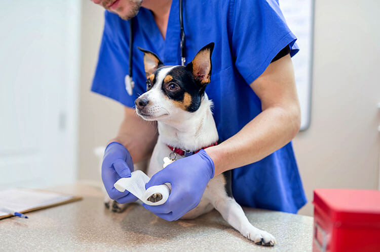 Terrier leg bandage