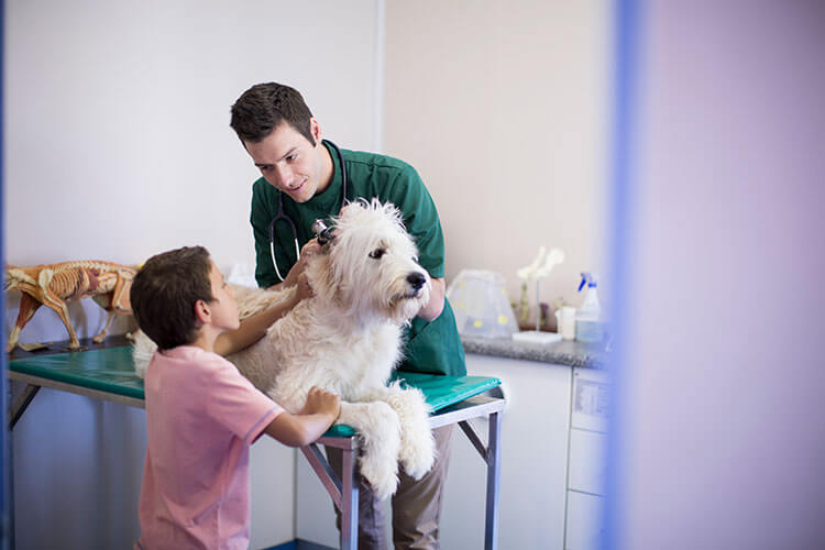 Child with dog speaking to a vet
