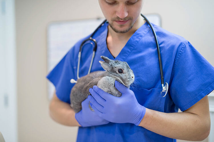 Rabbit at the vets