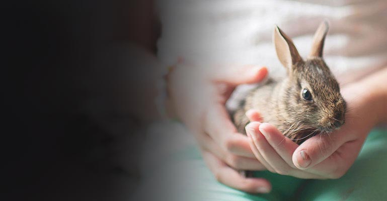 Rabbit insurance UK | Pet insurance quotes for rabbits | Petplan