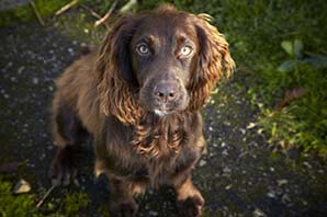 Five things you should never feed your dog