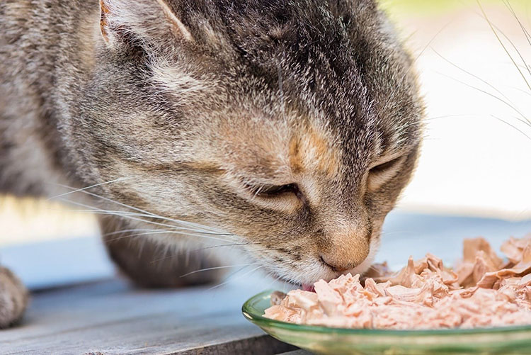 7 Healthy Cat Diet Changes Petplan