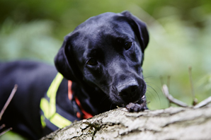 The conservation efforts of Luna the Labrador 