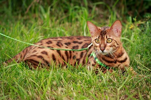 bengal cat compared normal cat