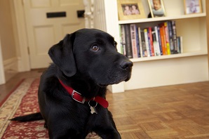 What to know if you're buying a... Labrador Retriever