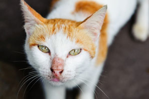 How to tell if your cat has hyperthyroidism