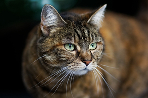 Petplan reveals the truth behind common cat myths