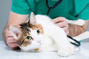 Common illnesses in cats