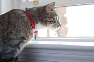 Top tips for moving house with a cat or dog