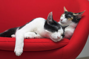 Pet furniture ideas for your cats and dogs