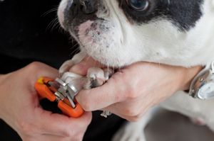 How to clip your pet's nails