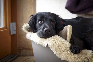 Kitten and puppy proofing your home: how to keep them safe and away from danger