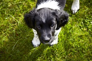 Dog training: how to toilet train a puppy