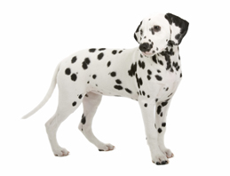 Dalmatians: everything you need to know, right here 