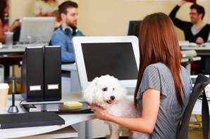 The growing trend of dogs in the workplace
