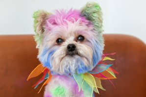 Dyeing Dog - A Harmless Fun or Threat? | Dog Grooming