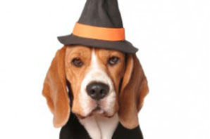 How to have a safe Halloween with your dog or cat