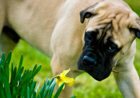 Springtime dangers for pets: what you need to know