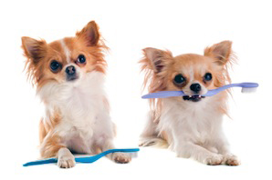 Can brushing your dog’s teeth cure bad breath? 