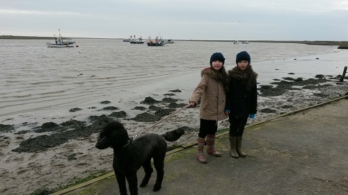 Standard poodle Ellie walking with owners on the coast