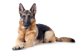 Things To Know About German Shepherds | Dog Breeds