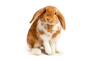 Is a rabbit an ‘easy option’ for pet owners?