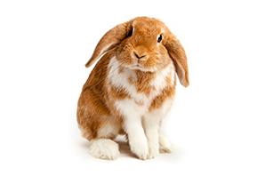 The History of Pets, part 3: Rabbits