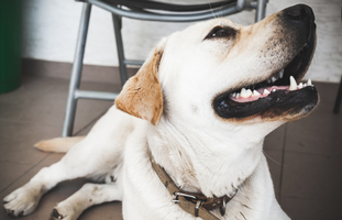 How to clean your dog’s teeth 