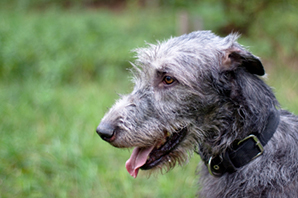 Breed profile: the Irish Wolfhound