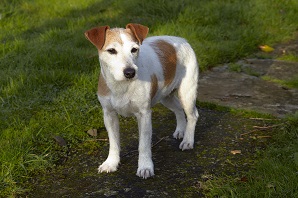 What to know if you're buying a… Jack Russell Terrier