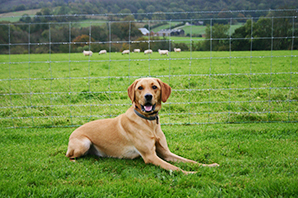 How to keep your pet healthy and safe in autumn