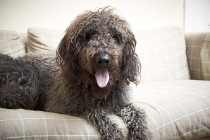 What to know if you're buying a… Labradoodle