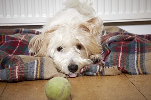 Top dog friendly beaches in Cornwall, Gower and beyond