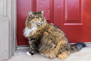 What to know if you are buying a… Maine Coon Cat