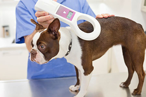 The importance of microchipping your pet