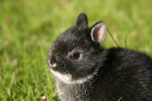 Things To Know About Netherland Dwarf Rabbit