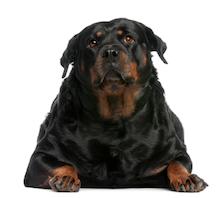What to do if your dog is overweight