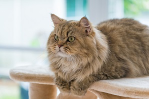 What to know if you are buying a… Persian cat