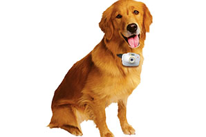 Pet-Cam_dog_Petplan