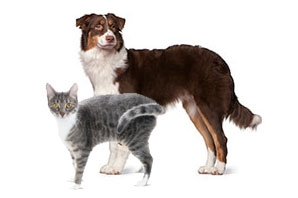 New interactive Pet Health profiles
