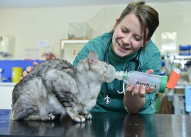 The facts about feline asthma and how to treat your cat